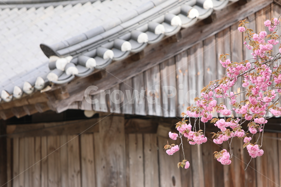 순천,선암사,만첩왕벚,겹벚꽃,벚꽃,봄,사찰,왕벚꽃,봄,계절,spring,season,한국전통,한국문화,korean traditional,korean culture,식물,자연,plants,nature,꽃,flower,plant