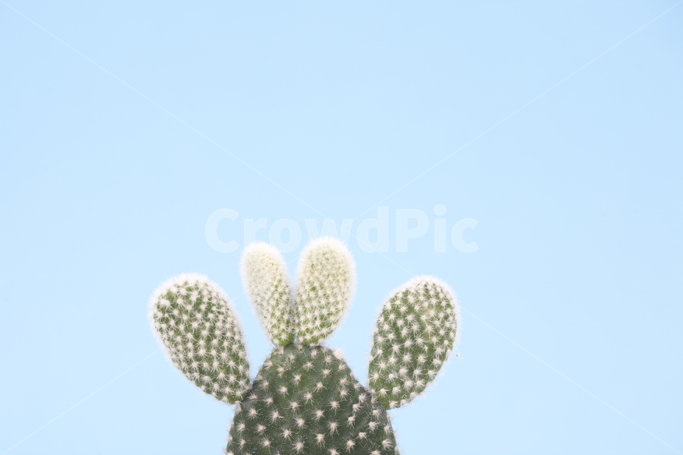 선인장,플랜테리어,다육식물,식물,인테리어,다육,가시,화분,오브젝트,열대식물,배경,백그라운드,그린,녹색,클로즈업,자라다,성장,보태니컬,데코,데코레이션,물주기,사막식물,반려식물,분갈이,공기정화,수경재배,소확행,아열대식물,다육이,백도선,파란색,블루,가드닝,가든,정원,식물,자연,plants,nature