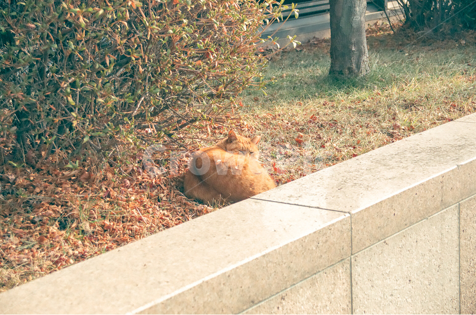 고양이,cat,냐옹이,동물,animals,길고양이,표정,지루함,boring,평화로움,peaceful