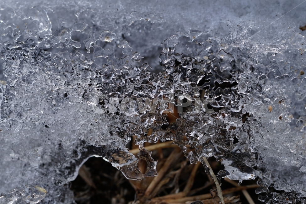한국자연,겨울,계절,자연,korea,winter,season,nature,snow,눈,흰눈,눈내린,눈이내린,눈오는,눈쌓인,눈이쌓인,풍경,landscape,얼음,얼다,추위,춥다,추운,cold,식물,plants,겨울눈,겨울풀,잡초,풀,스냅,스냅사진,snap,snapshot,감성,감성사진,접사,macro,ice,겨울,계절,winter,season