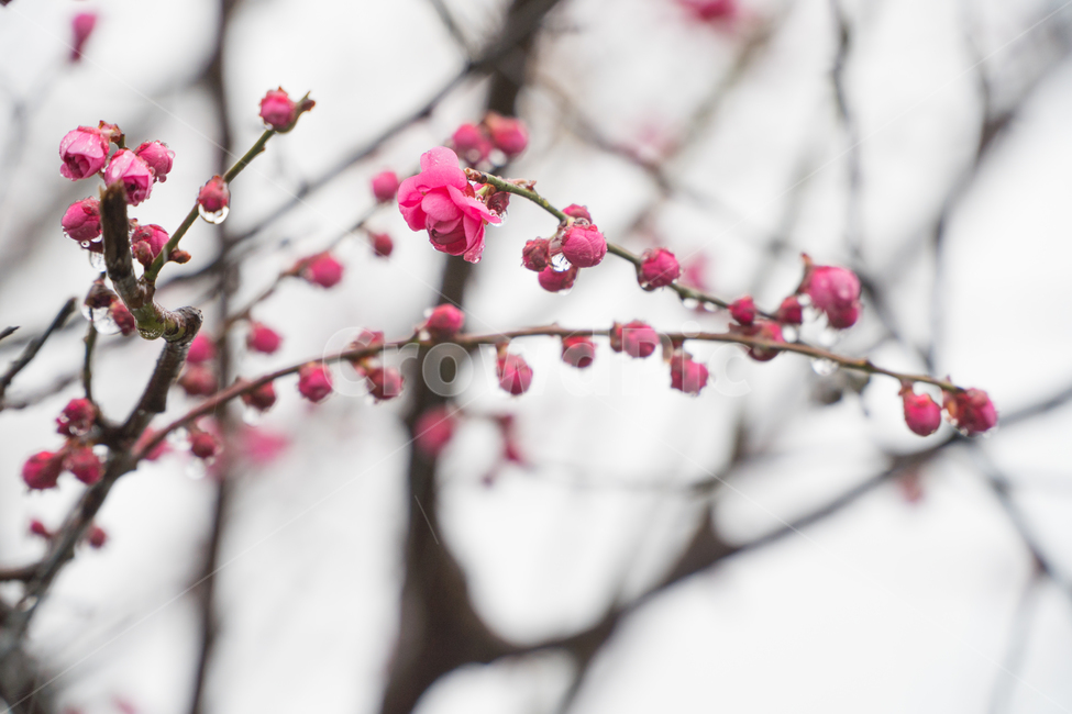 초봄,매화,꽃,봄,봄꽃,아름다움,감성,봄,계절,spring,season,식물,자연,plants,nature,꽃,flower,plant,blossom