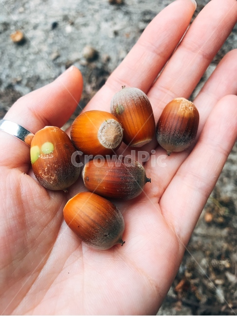 도토리,자연,열매,acorn,nut,nature