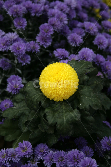 국화,꽃,가을,color,flower,식물,자연,plants,nature,꽃,flower