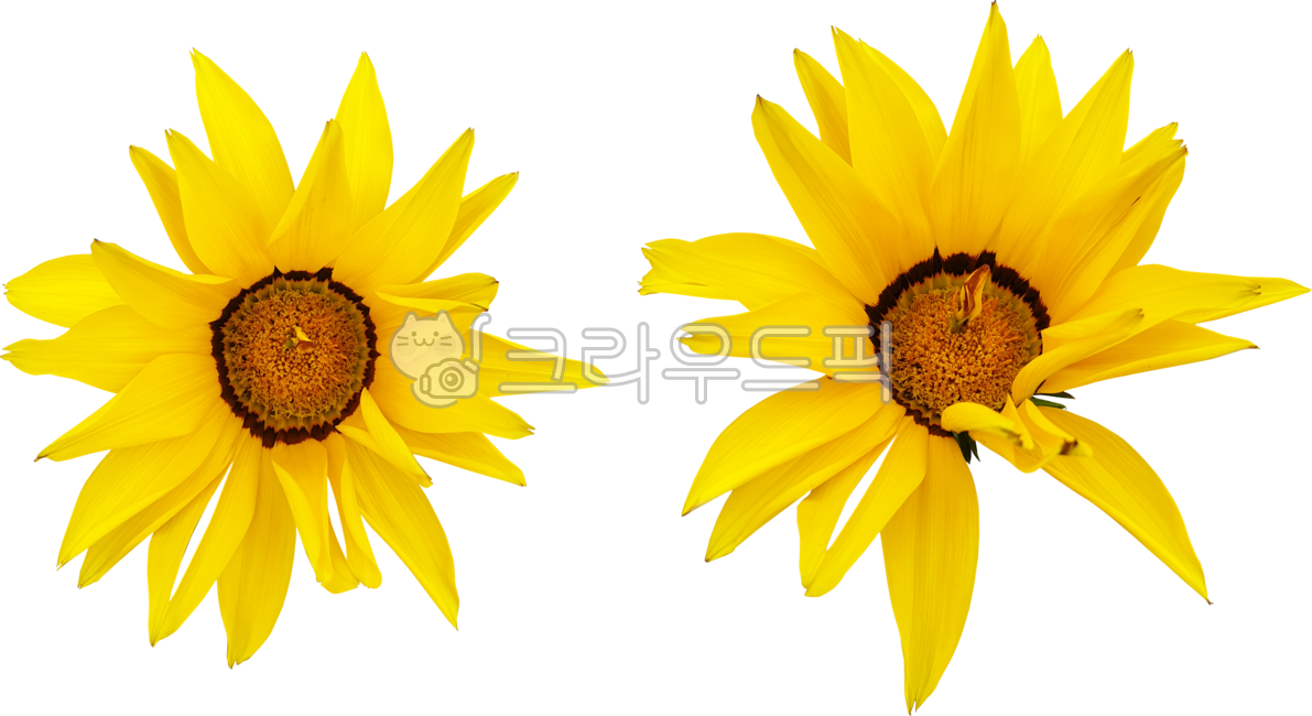 가자니아,gazania,꽃,flower,꽃잎,sunflower,블로섬,노랑,bloom,yellow,식물,개화