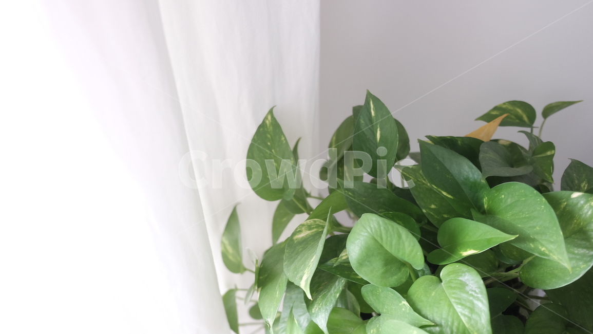 식물,카페,인테리어,초록,커튼,감성,식물,자연,plants,nature