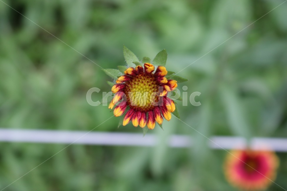 꽃,식물,자연,초록,노랑,flower,plants,nature,green,yellow,hana,shokubutsu,midori,kiiro,식물,자연,plants,nature,꽃,flower