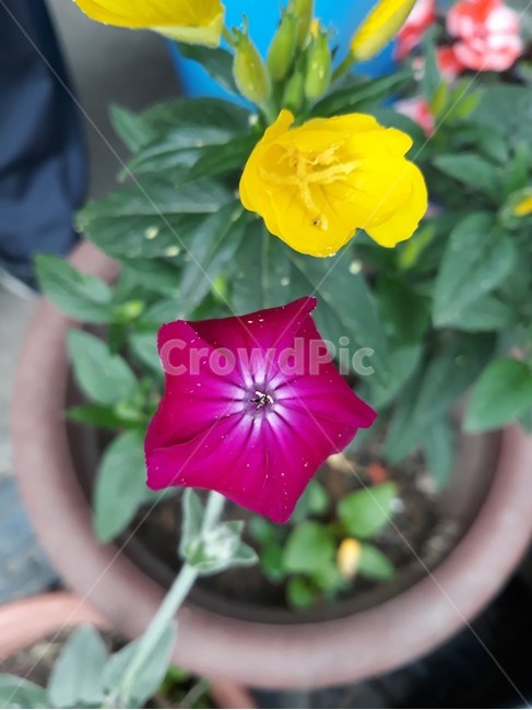 꽃,자연,생물,식물,생태계,개화,화분,만개,꽃종류,fiower