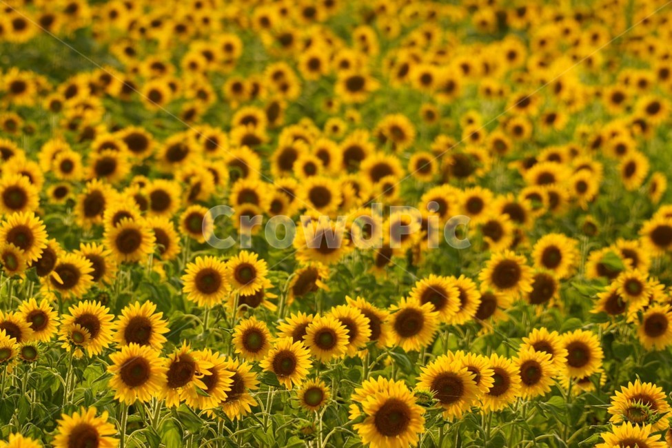 해바라기,가을,꽃,자연,풍경,nature,식물,여름,태양,sunflower,summer,fall,autumn,season,노란색,감성,여름,계절,summer,season,가을,fall,autumn,식물,자연,plants,nature,꽃,flower,plant