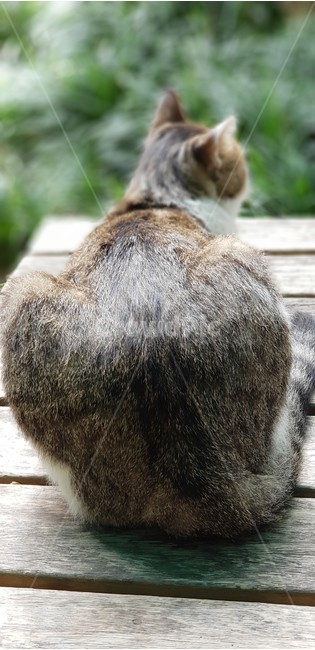 고양이,애완동물,동물,흰색,뒷태,cat,일상,cute,animal,애니멀,휴식,야옹아,동물,animal,포유류,mammal,고양이,cat,kitten,kitty