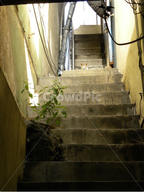 고양이,길고양이,계단,만화,동화,그림,cat,alleycat,stairs,cartoon,fairytale,drawing,illustration,골목길,alley,동물,animal,포유류,mammal,고양이,cat,kitten,kitty,handrail,난간,banister,staircase