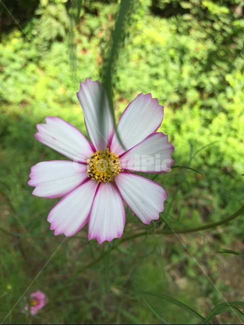 plant,식물,pollen,화분,코스모스,분홍,식물,자연,plants,nature,꽃,flower