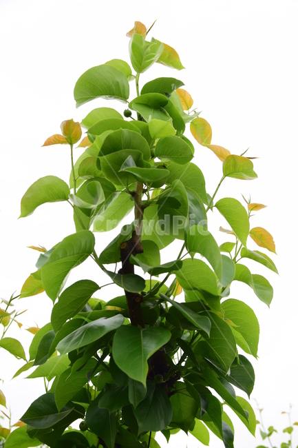배,흰하늘,과일,열매,과실,나뭇잎,초록,녹색,잎,leaves,green,nature,plant,식물,자연,흰바탕