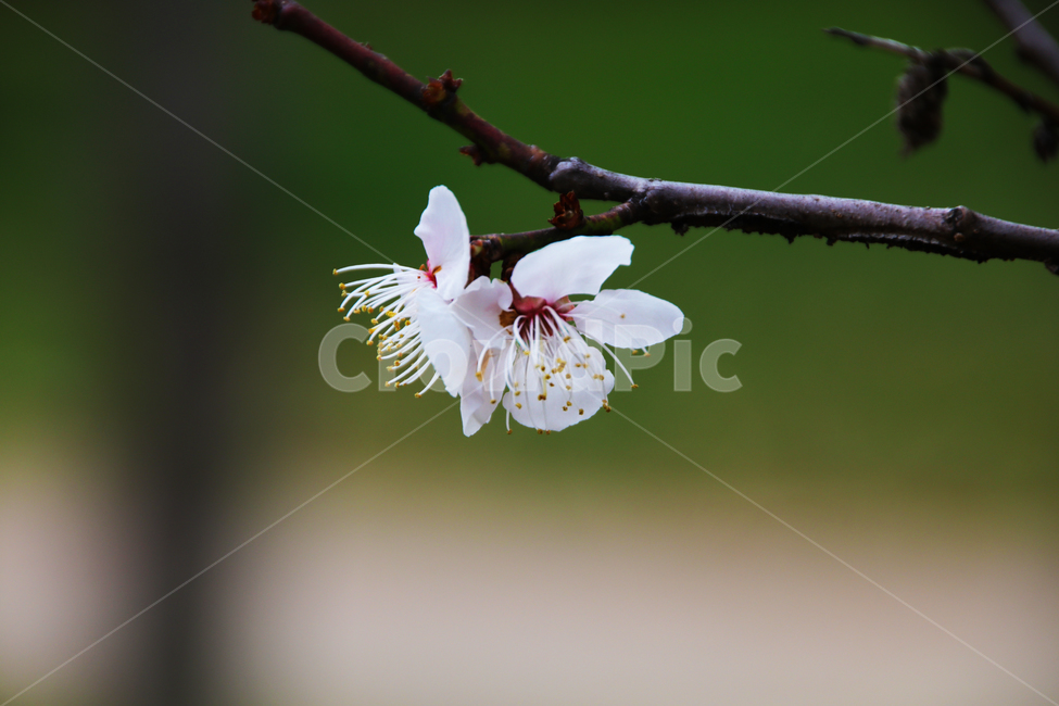 벚꽃,벗꽃,사쿠라,일본꽃,일본,꽃,꽃나무,봄,만개,나무,입춘,식물,자연,plants,nature,꽃,flower