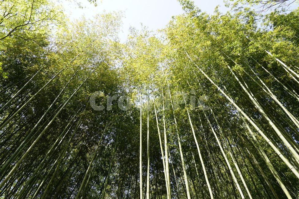 자연,풍경,숲,나무,forest,trees,단양,sky,nature,naturescape,구름,자연,풍경,nature,landscape,plant,식물