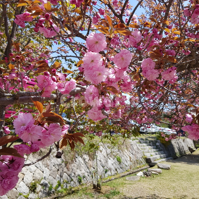 꽃,벚꽃,왕벚꽃나무,나무,풍경,봄,담벼락,계단,자연,색감