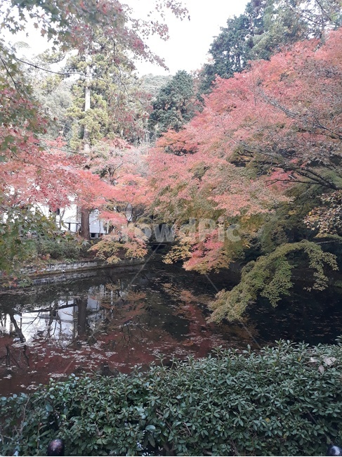 단풍나무,호수,반사,가을,maple,lake,reflex,fall