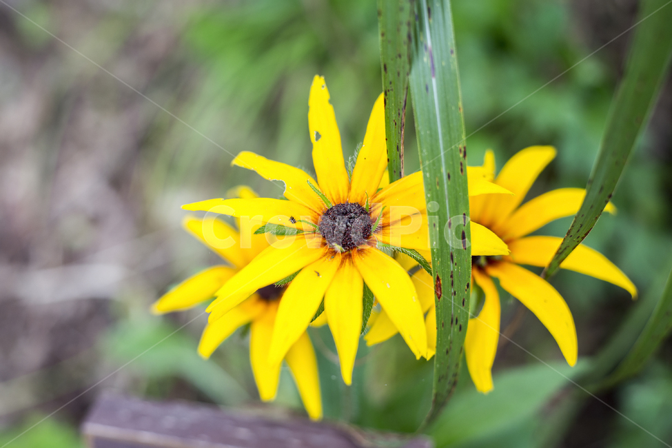 꽃,플라워,flower,꽃말,야생화,정원,공원,숲,park,루드베키아,Rudbeckia,노란꽃,노랑꽃,색깔,식물,자연,plants,nature,꽃,flower