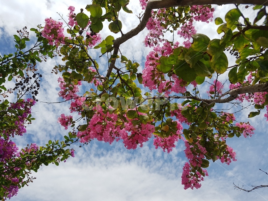꽃,하늘,배롱나무,자연,감성,식물,구름,식물,자연,plants,nature,꽃,flower
