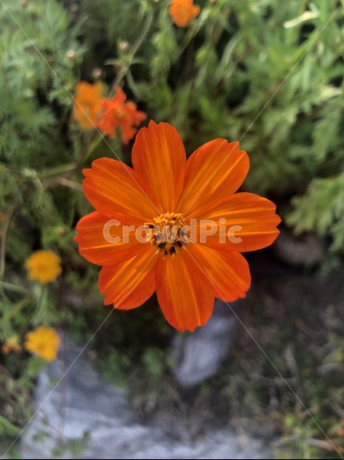 가을,꽃,코스모스,노랑코스모스,꽃잎,식물,자연,plants,nature,꽃,flower