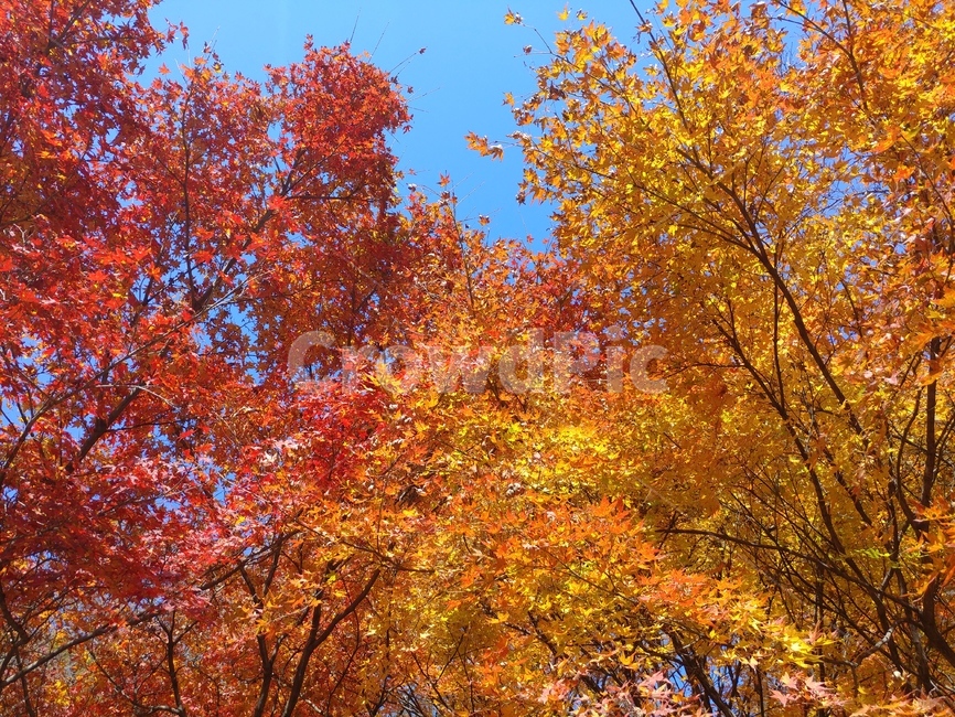 단풍,maple,단풍나무,풍경,가을풍경,가을,계절,fall,autumn,season