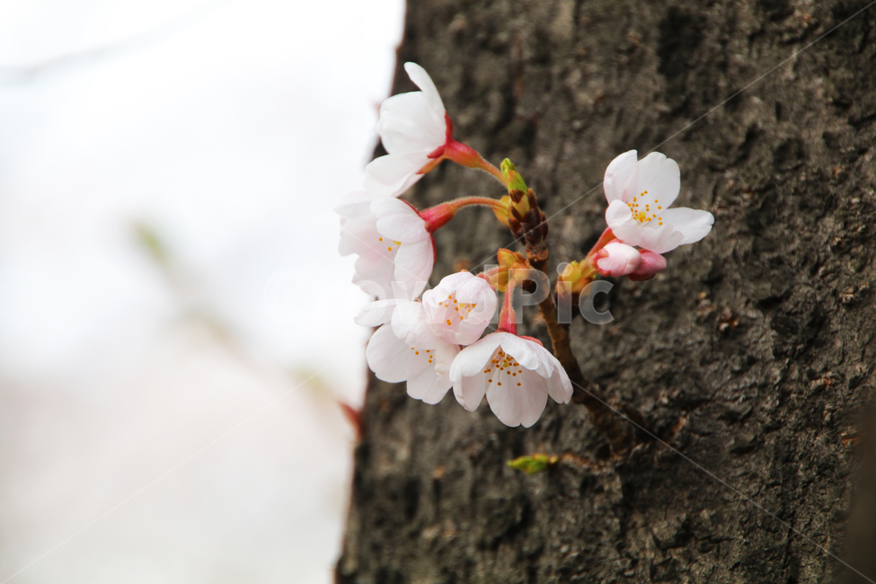 벚꽃,벗꽃,사쿠라,일본꽃,일본,꽃,꽃나무,봄,만개,나무,입춘,식물,자연,plants,nature,꽃,flower