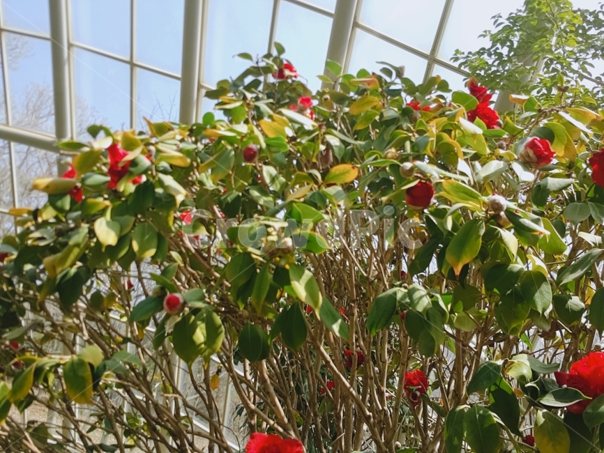 화목류,동백꽃,꽃,꽃나무,붉은꽃,동백나무,동백,식물,자연,plants,nature,꽃,flower