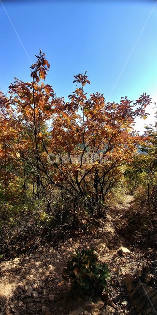 갈참나무,갈참나무단풍,가을풍경,참나무,자연,가을,계절,fall,autumn,season,tree,나무,plant,식물,leaf,잎,tree trunk,나무 줄기