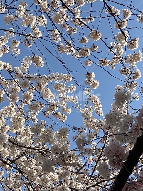 벚꽃,꽃,flower,blossom,cherryblossom,식물,plant,선유도,공원,선유도공원,봄,spring