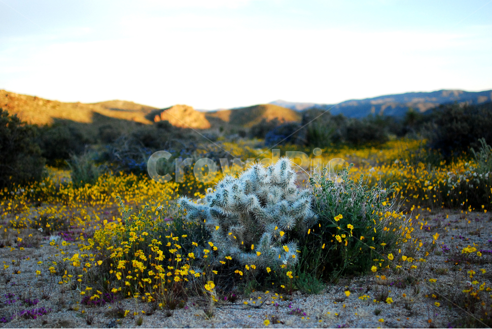joshuatreenationalpark,사막,들꽃,california,desert,superbloom
