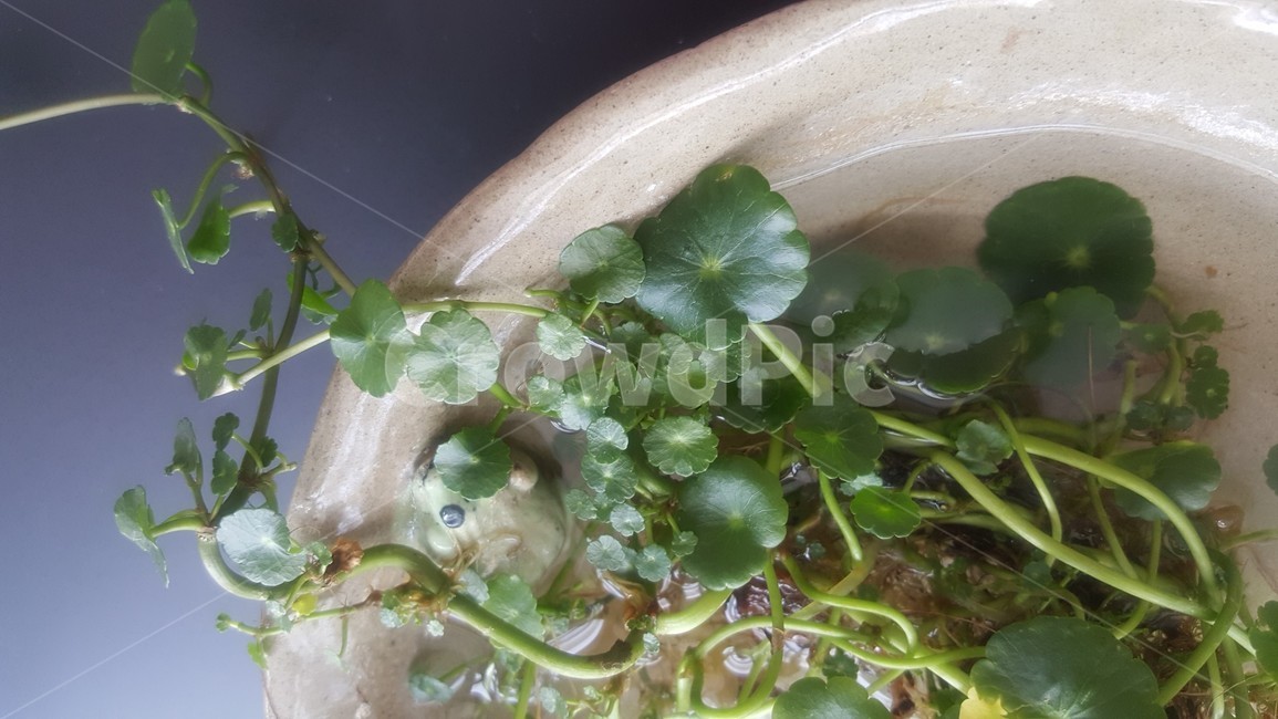 워터코인,식물,초록,봄,수경재배,수경식물,waterpennywort,dollarweed,물동전,도자기,도자기그릇,water,식물,자연,plants,nature