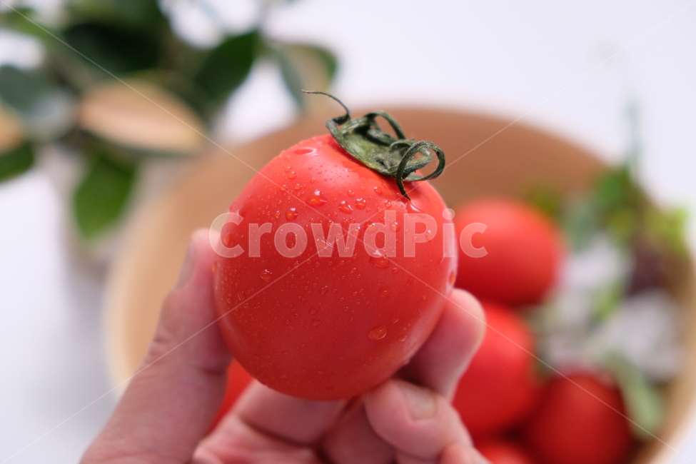 Intense,fruit,intensetomato,tomato,vegetable,food,eggtomato,Intense Tomato,fresh,Egg Tomato,intense