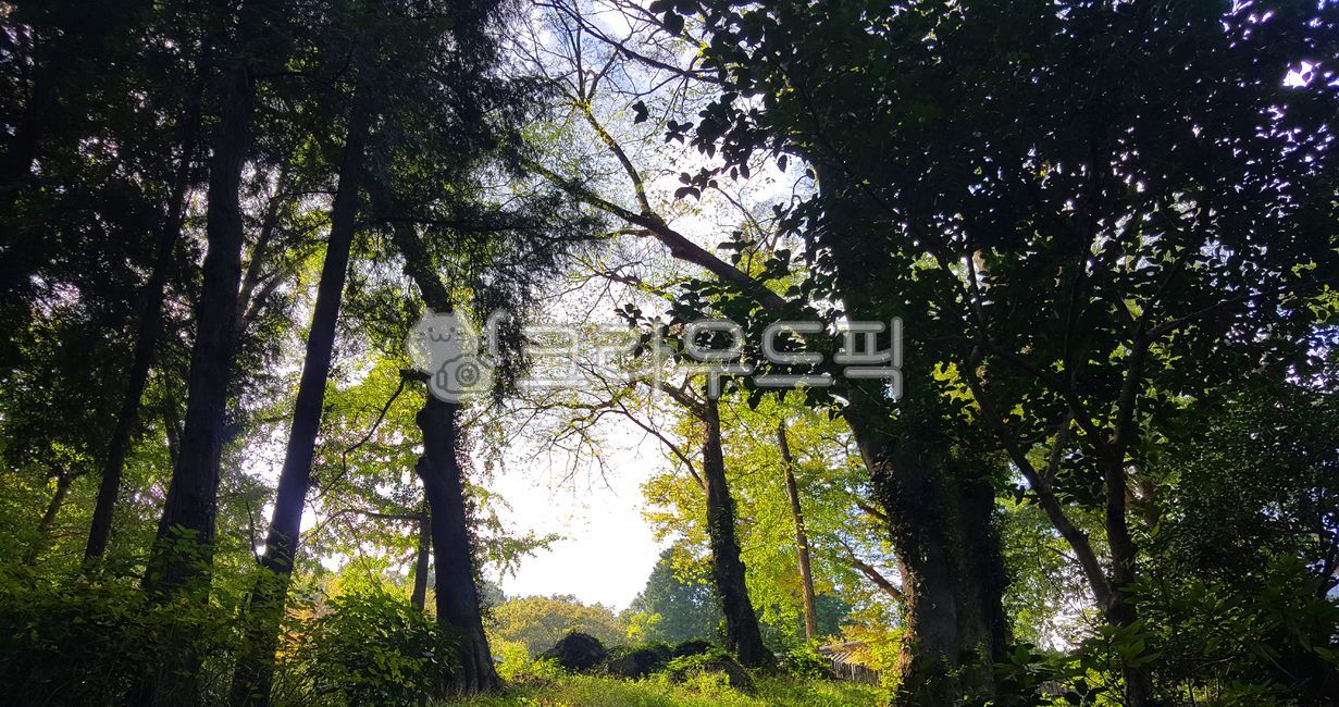 나무, tree, 숲, forest, nature, 사진,이미지,일러스트,캘리그라피 - hellov작가