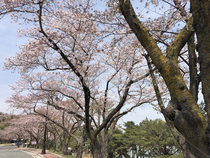 벚꽃축제,벚꽃,봄,식물,나무