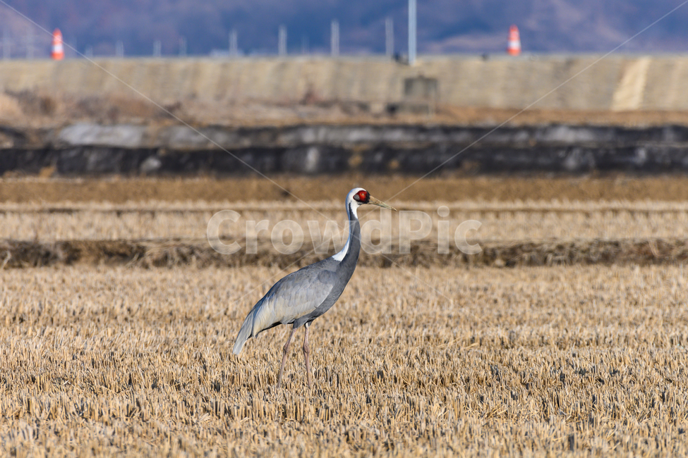 flying,나는,animal,동물,bird,새,wintervisitor,철새,겨울철새,migratorybirds,landscape,nopeople,재두루미,ashcrane,nature,outdoors,동물,animal,조류,새,birds