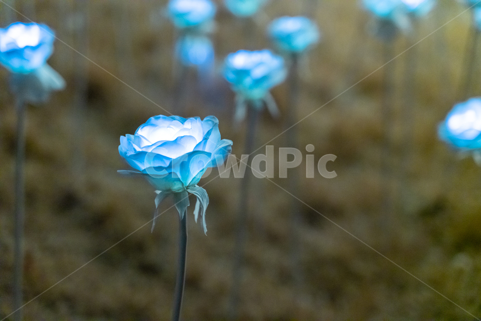 장미,꽃,식물,감성,감성사진,led장미,식물,자연,plants,nature,꽃,flower