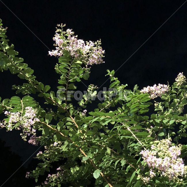 꽃,감성,밤,자연,flower,식물,자연,plants,nature,꽃,flower