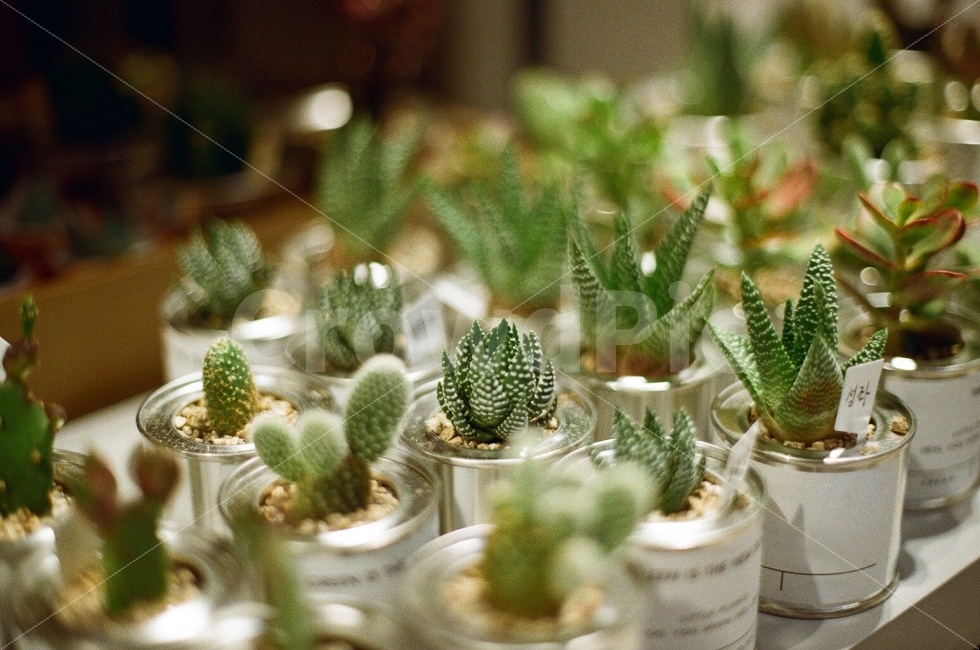 선인장,화분,식물,자연,소품,감성사진,초록색,연두색,미니화분,필름사진,cactus,pot,plant,nature,sensitive,green,film,식물,자연,plants,nature,감성,sensible,feeling,인테리어,실내디자인,interior design