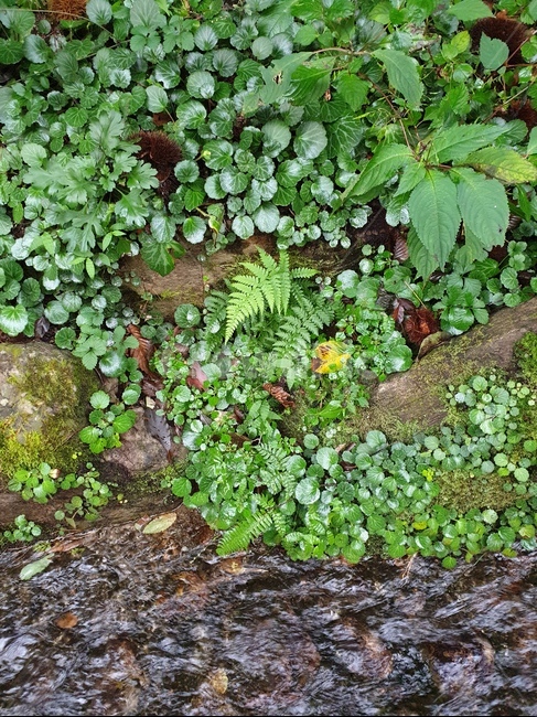 시냇물,plant,식물,화분,야생풀