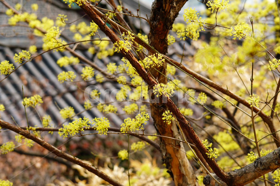 산수유,봄꽃,한국자연,꽃,꽃사진,플라워,flower,봄,spring,식물,plants,자연,nature,풍경,landscape,계절,season,snap,스냅,접사,macro,closeup,클로즈업,감성사진,감성,힐링,healing,느낌,feel,feeling,꽃밭,화단,나무,나뭇가지,tree,꽃봉오리,4월,April,한옥,지붕,봄,계절,spring,season,식물,자연,plants,nature,꽃,flower,plant