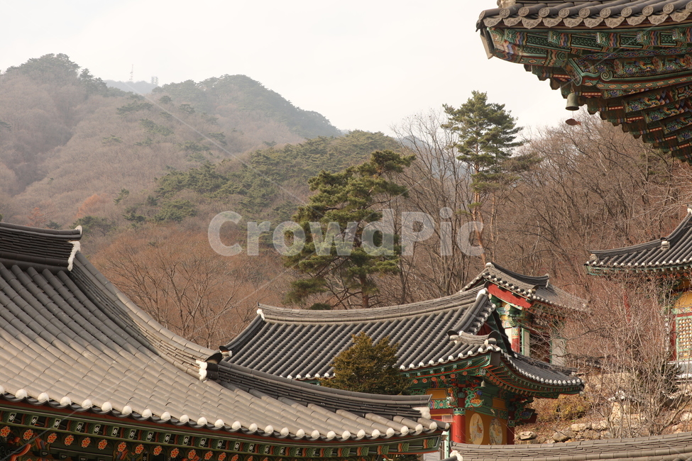 사찰,단풍잎,나무,경치,절,산,한국전통,한국문화,korean traditional,korean culture,건축물,건물외관,exterior,building,structure,architecture,construction