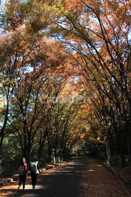 숲,가을,autumn,단풍,낙엽,소녀,나무,사,가을,계절,fall,autumn,season