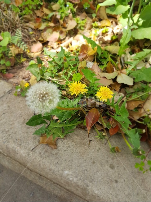 민들레,홀씨,길가,작은,plant,식물,blossom,꽃,flower,nature,자연
