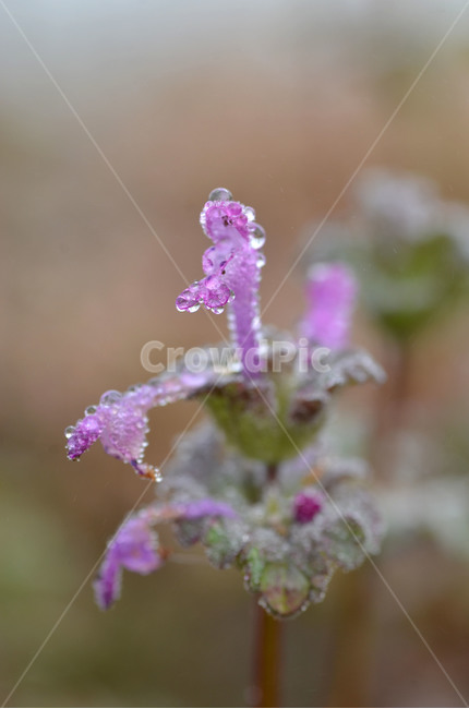 광대나물,물방울,꽃,야생화,봄,식물,자연,plants,nature,꽃,flower