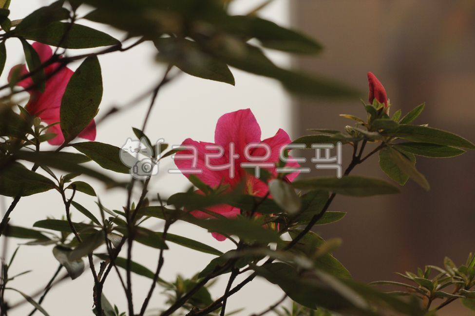 철쭉,꽃,flower,blossom,잎,leaf