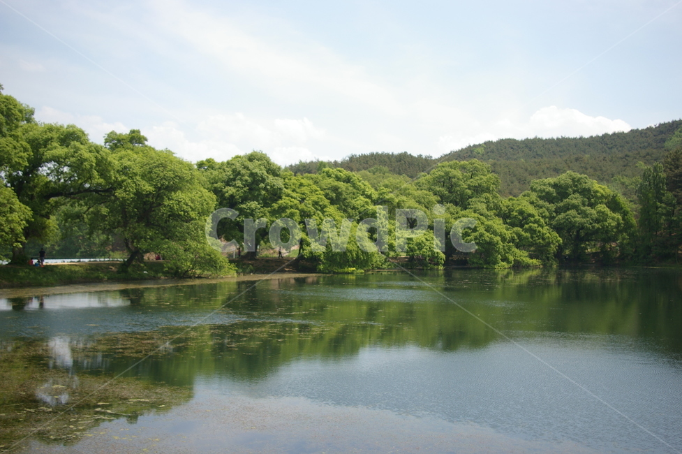 경산,반곡지,농촌,summer,koreanaturelandscape,자연,풍경,나무,healing,힐링,자연,풍경,nature,landscape