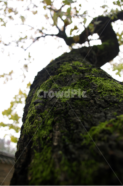 나무,식물,plant,이끼,초록,식물,자연,plants,nature,나무,trees,wood