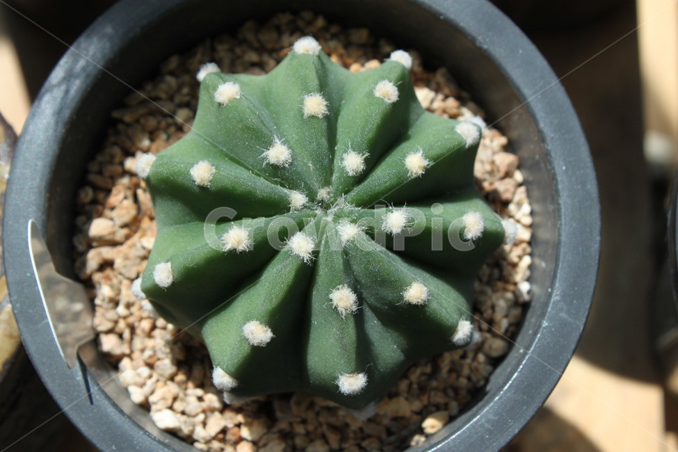 선인장,작은화분,베란다,가드닝,식물,자연관찰,나선형,식물,자연,plants,nature,실내용화초,화분,화초,house plant