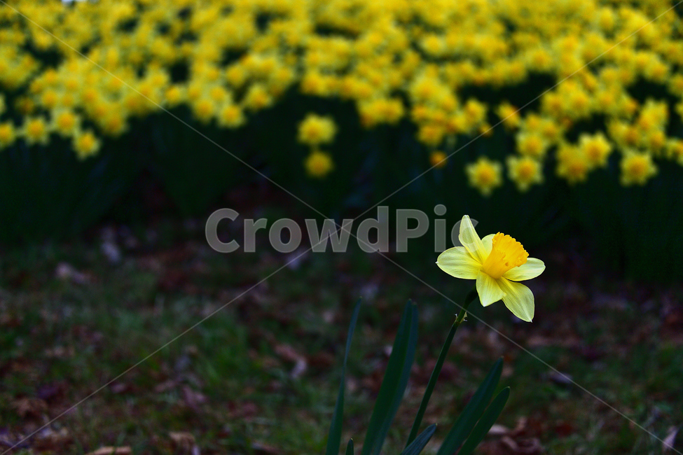 수선화,노랑,풍경,봄,봄꽃,식물,자연,꽃,감성,봄,계절,spring,season,식물,자연,plants,nature,꽃,flower,plant,blossom