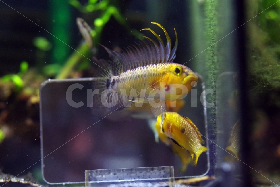 	열대어,관상어,apistogramma,아피스토그라마,tropicalfish,동물,animal,어류,물고기,fish
