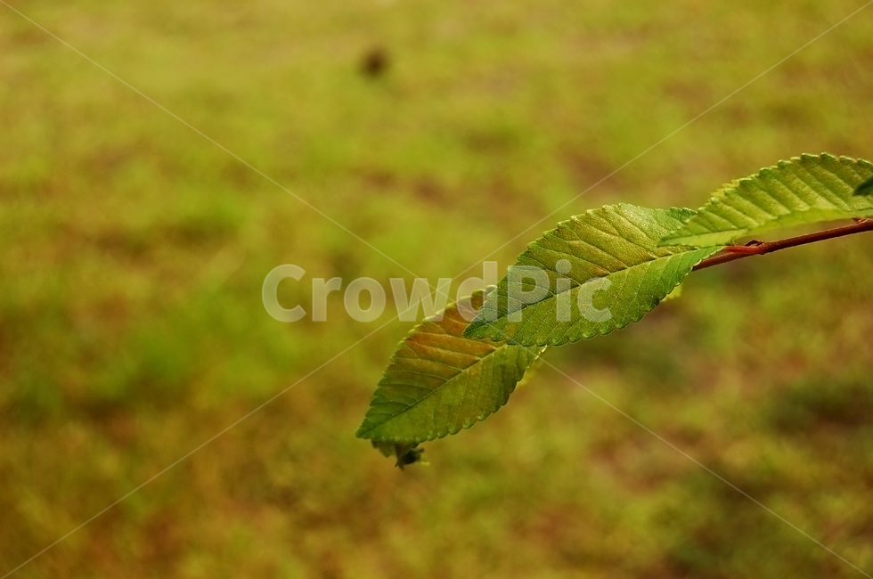 봄,나뭇잎,잎,이파리,연두,초록,잎사귀,식물,자연,plants,nature